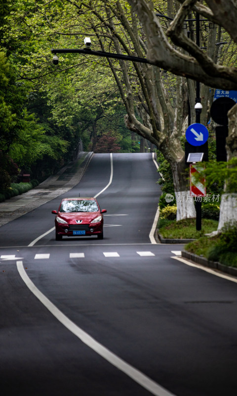 杭州西湖杨公堤道路春色景观