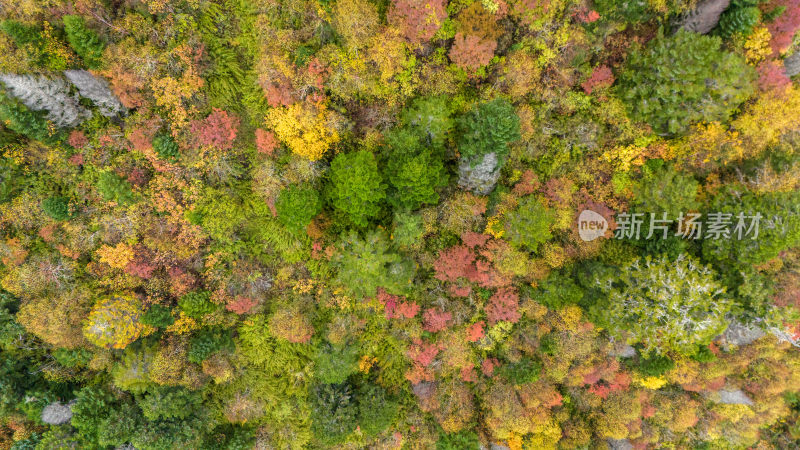 阿坝州黄龙风景名胜区秋色