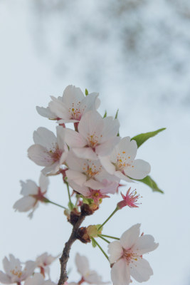 杭州钱塘江樱花大道花朵娇艳