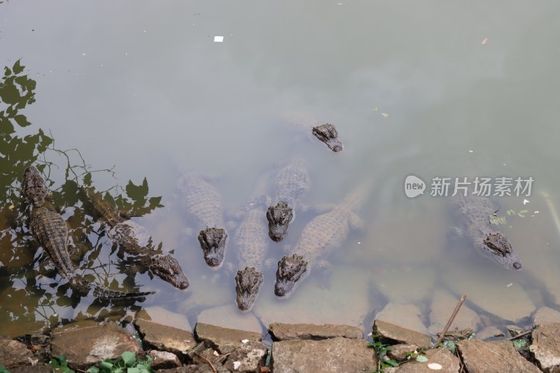 扬子鳄/安徽宣城扬子鳄景区