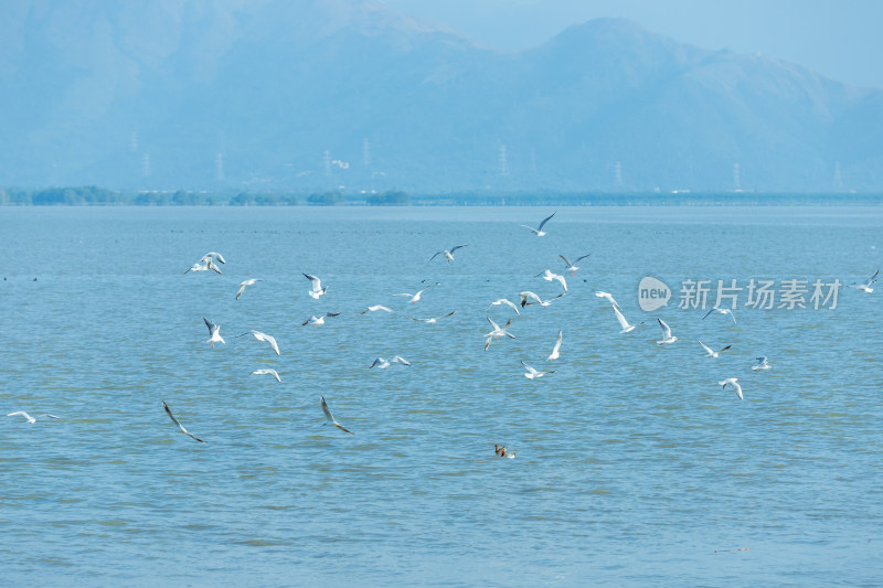 海面上飞翔的海鸥