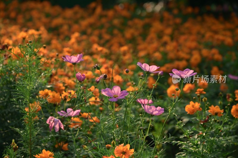 户外盛开的多彩花卉