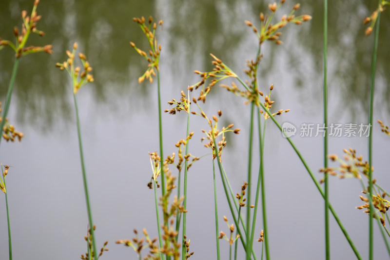 池塘边生长的水葱