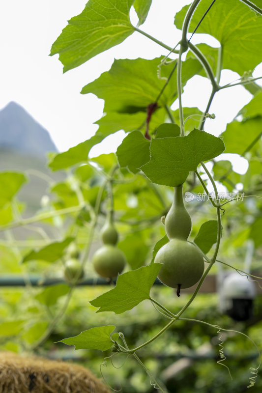 夏季葫芦藤上生长的小葫芦