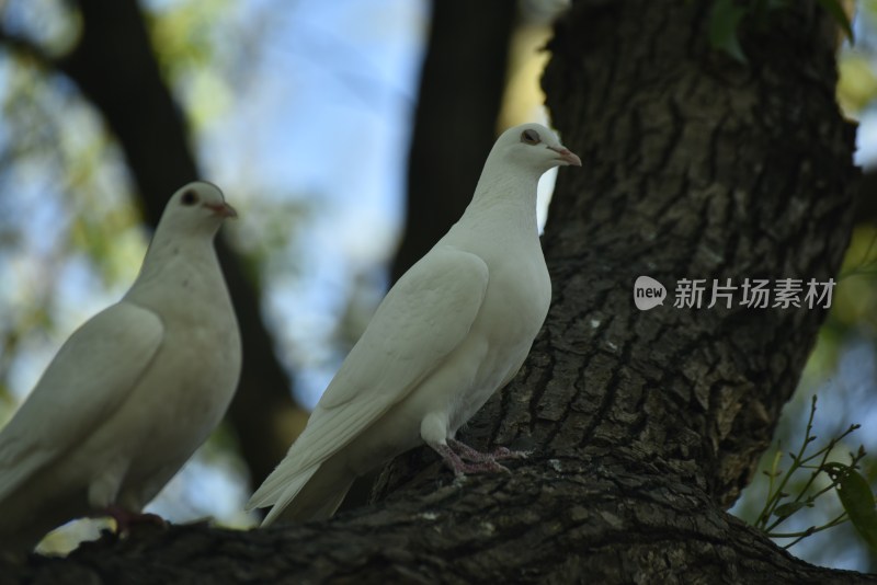 树上的鸽子