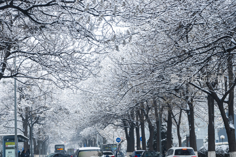 雪后城市街道树木车辆景象