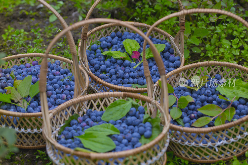 采摘在篮子里的蓝莓