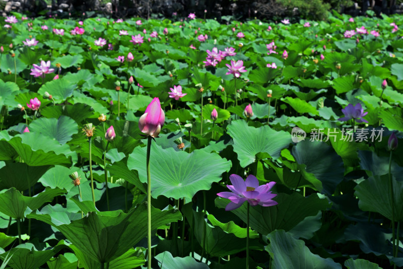 河北省保定市古莲花池