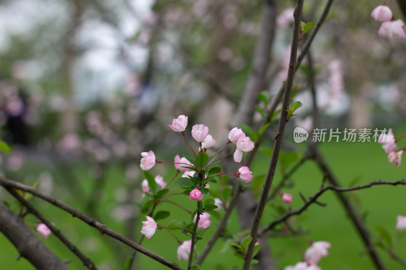 杭州花港观鱼海棠花开满枝 尽显春日生机