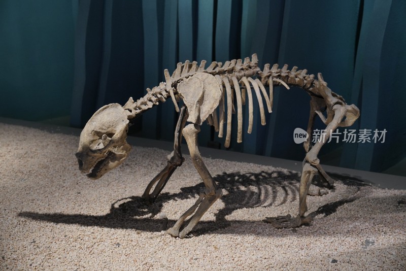 巴氏大熊猫骨骼化石标本