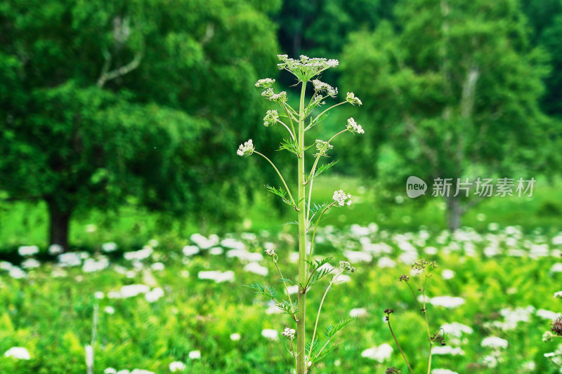 森林中盛开的野花