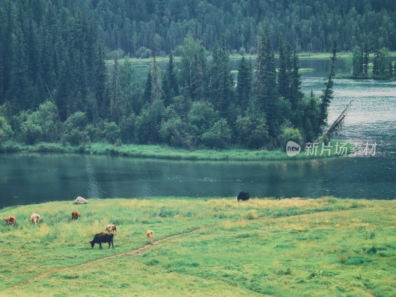 新疆喀纳斯湖风景