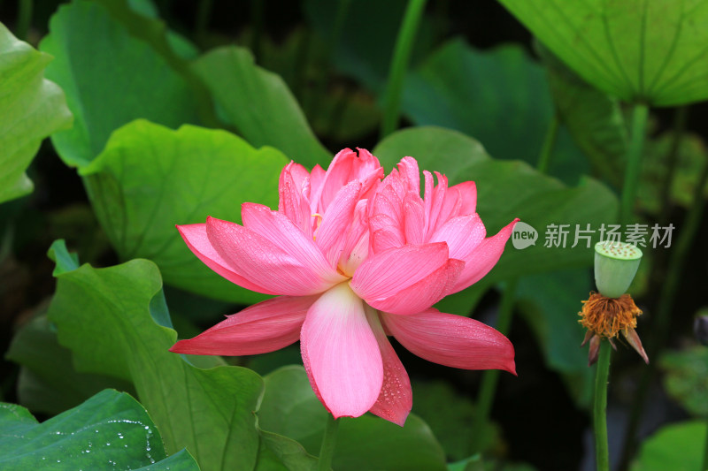 雨后清新的荷花