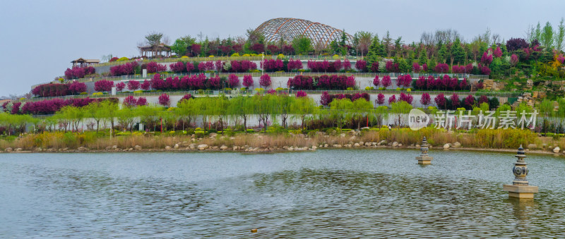 春天的渭南南湖公园风景