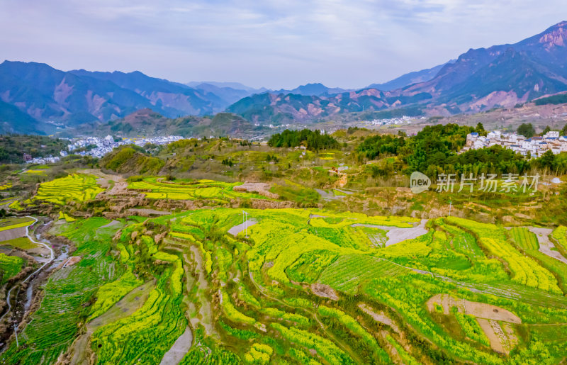 春日安徽宣城绩溪县梅干岭风光