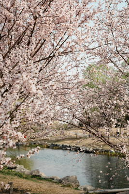 圆明园春天桃花桃树