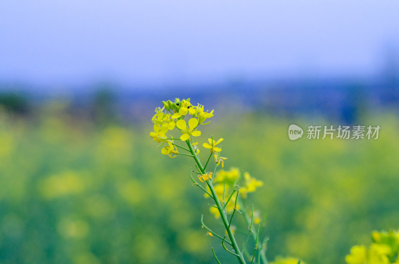 油菜花田中一株油菜花特写