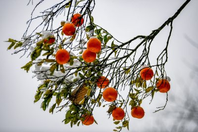 重庆酉阳：庭院橘子蔬菜与白雪