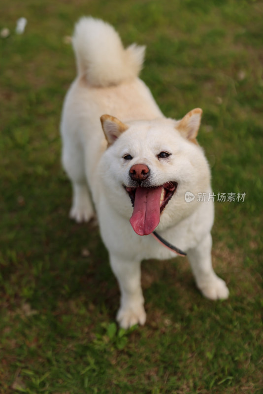 草地上的白色柴犬