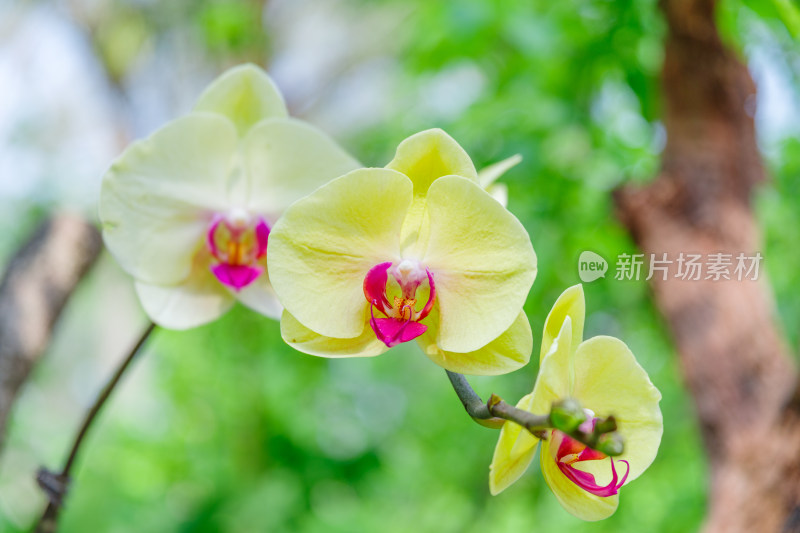 广州麓湖公园麓湖花园黄色蝴蝶兰鲜花植物