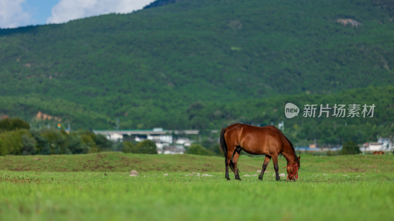 丽江拉市海湿地公园夏末风光茶马古道风景