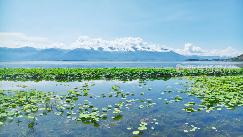 云南大理苍山洱海荷花