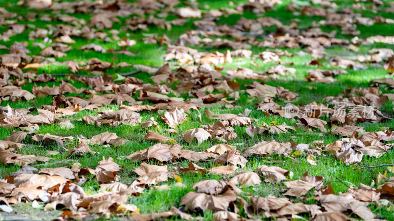 秋天树下草地上的落叶
