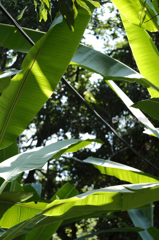 阳光下的宽大绿色植物叶片