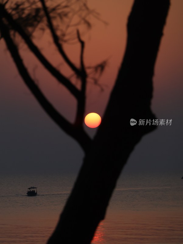 树影下的海上日落唯美剪影景象