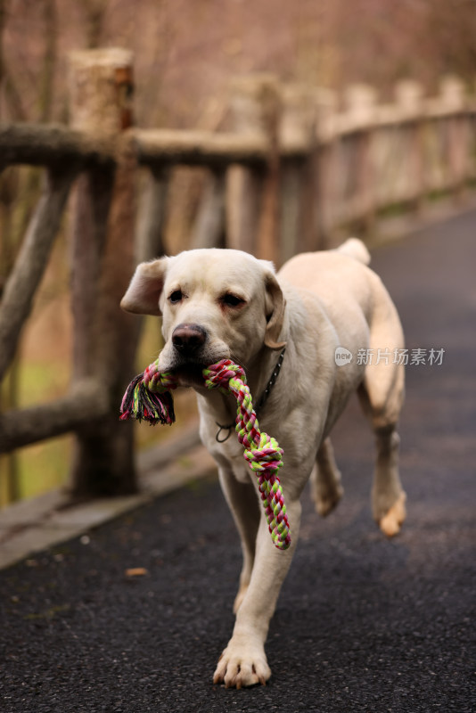 在公园里奔跑的拉布拉多寻回犬