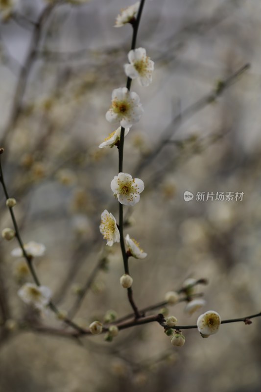 梅花系列