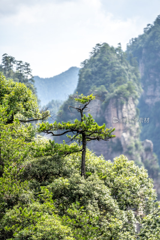 中国湖南张家界景区奇特山峰与茂密森林