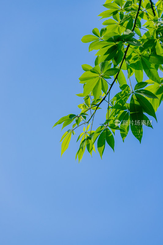 夏日阳光下的叶子