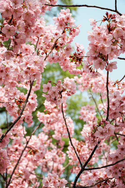 北京玉渊潭公园樱花节樱花