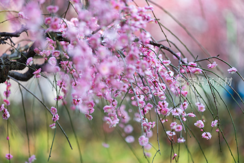 春天梅花龙梅树开花了