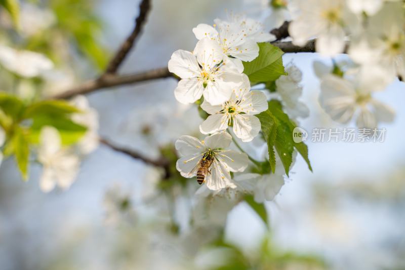 春天鲜花与蜜蜂