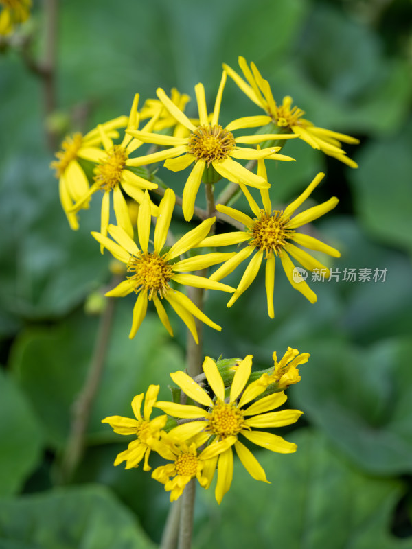 秋天的吴风草开花特写