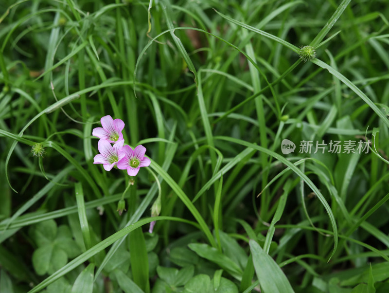 春天绿色的草地和盛开的紫色鲜花的风景