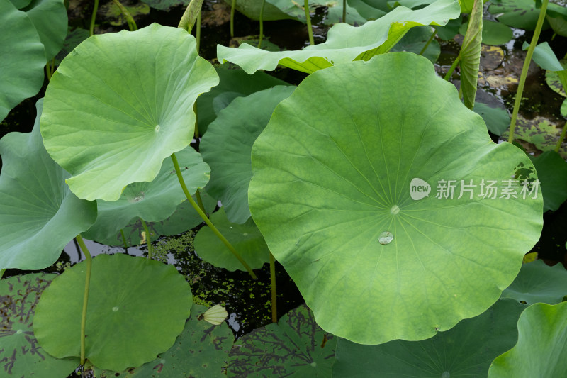 池塘中的荷叶特写