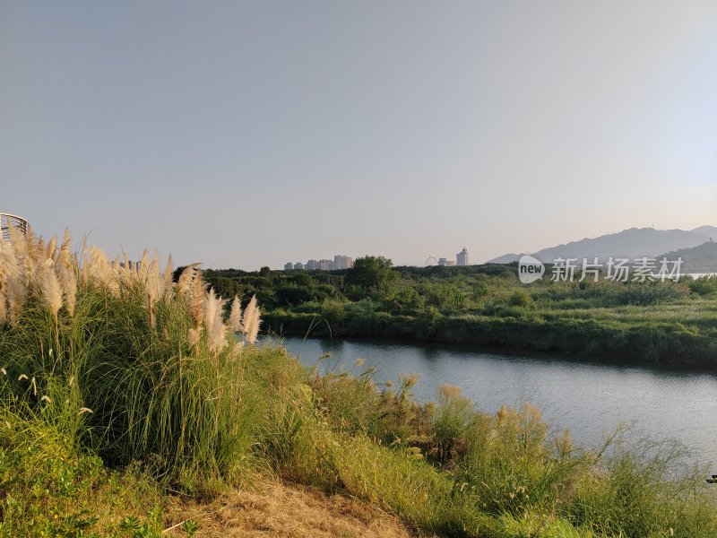 河边芦苇荡风景图