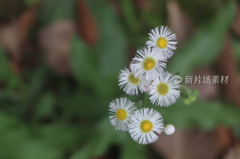 野菊花特写