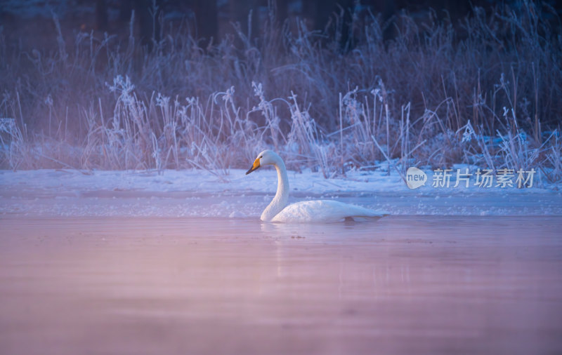 冬季天鹅在寒冷的北方河面游泳觅食