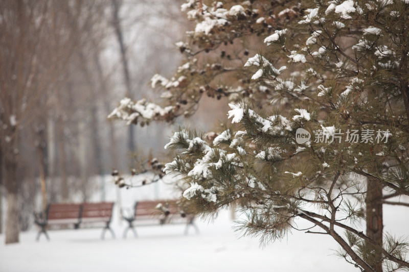 雪后松树上的积雪场景