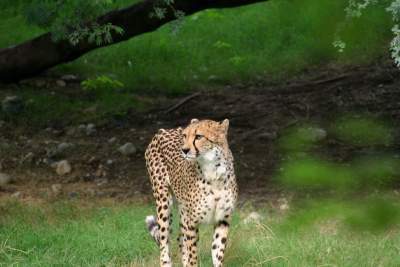 野生动物豹子猎豹猎食动物