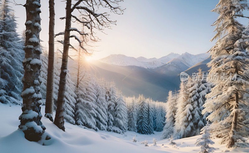 冬季森林白雪覆盖风景