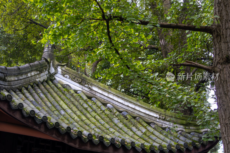 成都杜甫草堂博物馆古建筑屋檐青苔与银杏