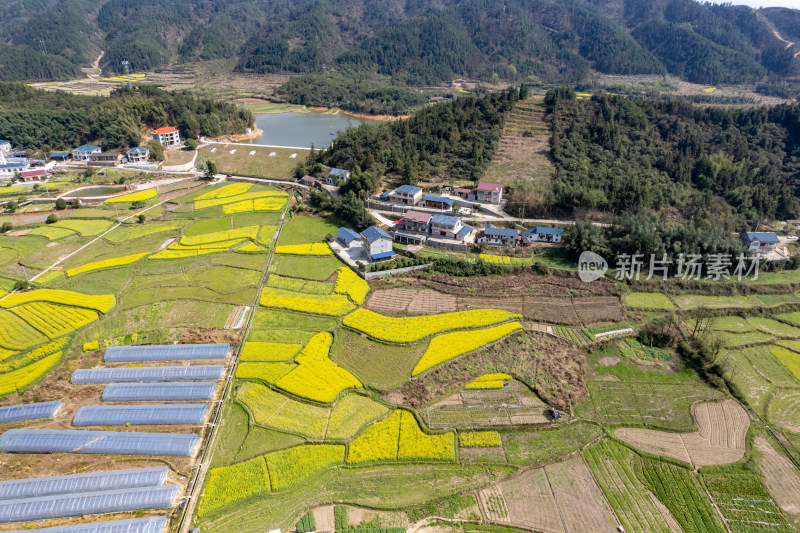 农业种植农田油菜花航拍图