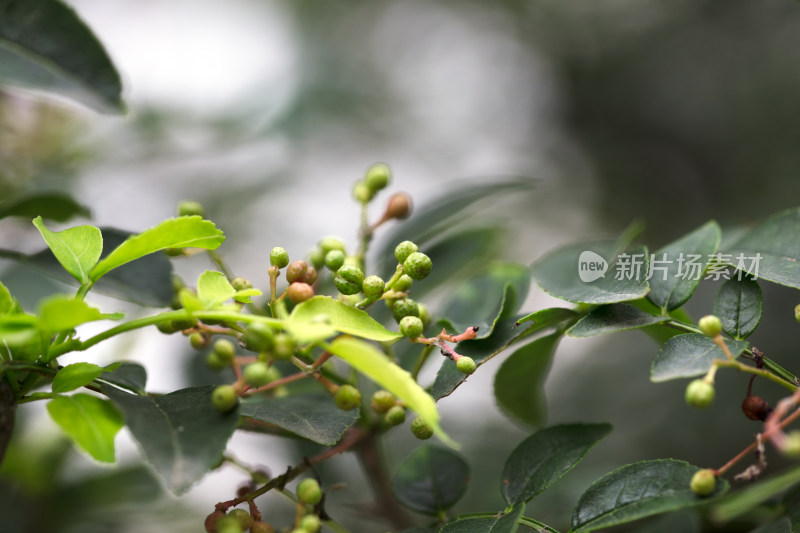 花椒树枝头结的花椒