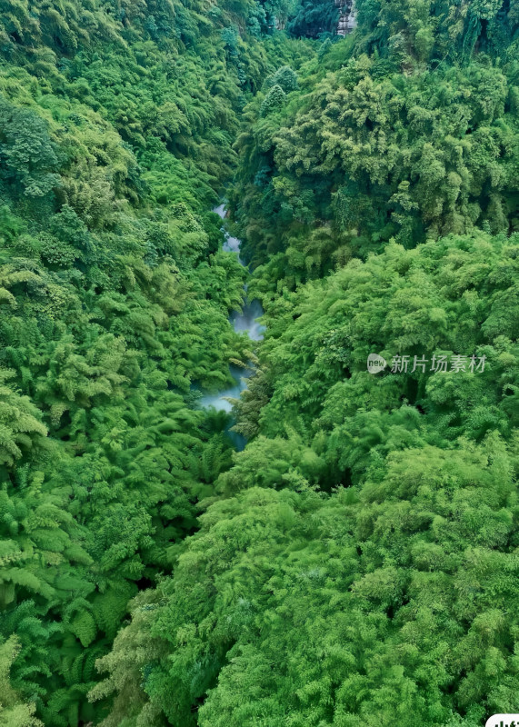 川西竹海