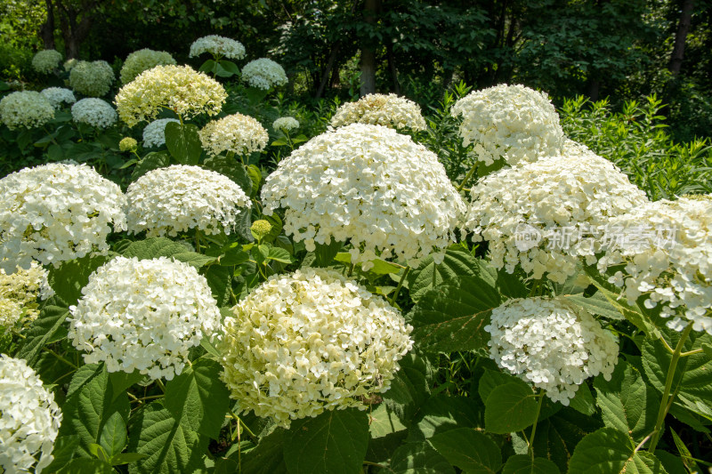 一片绣球花